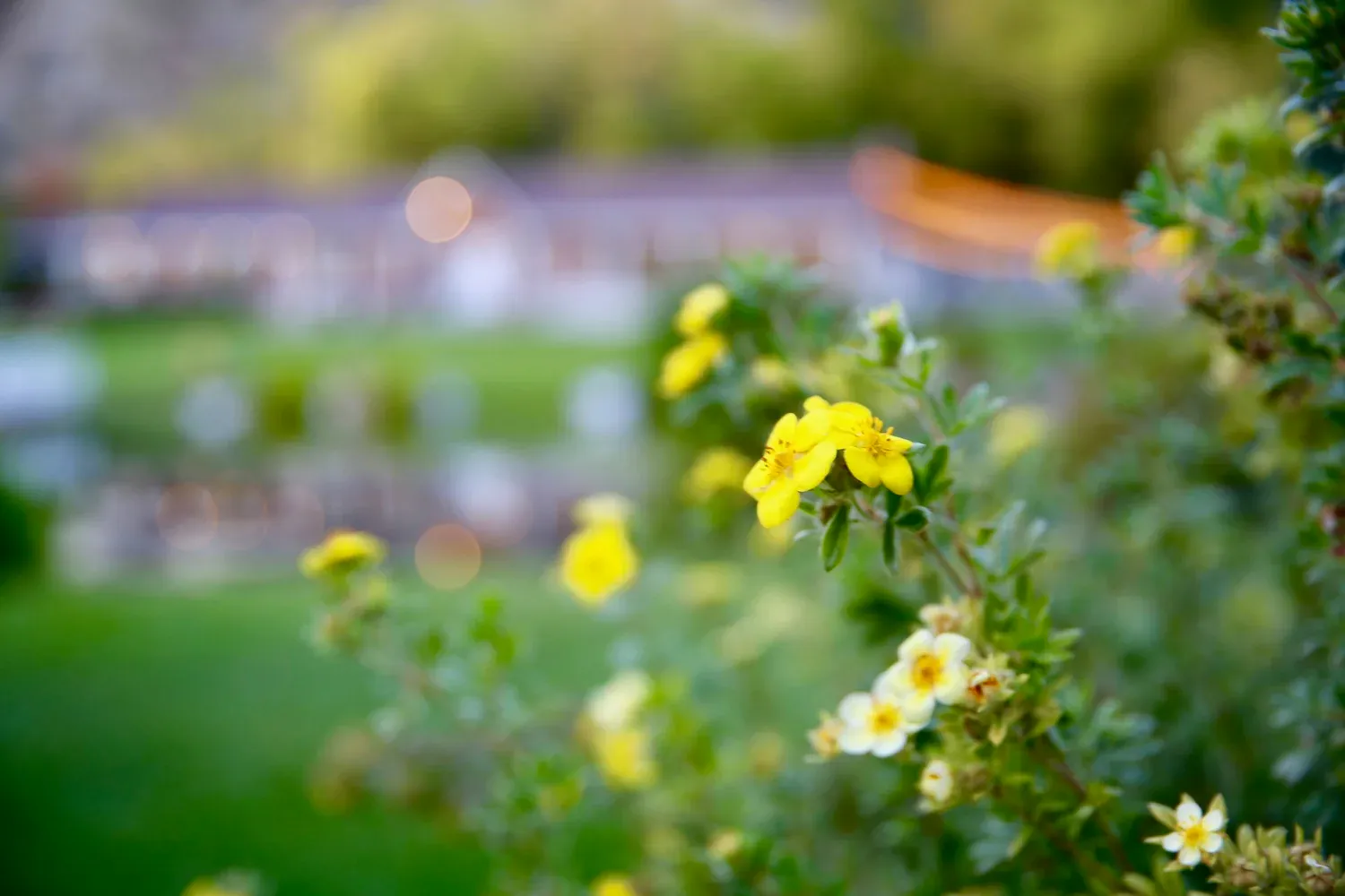 Ranch garden with yellow flowers