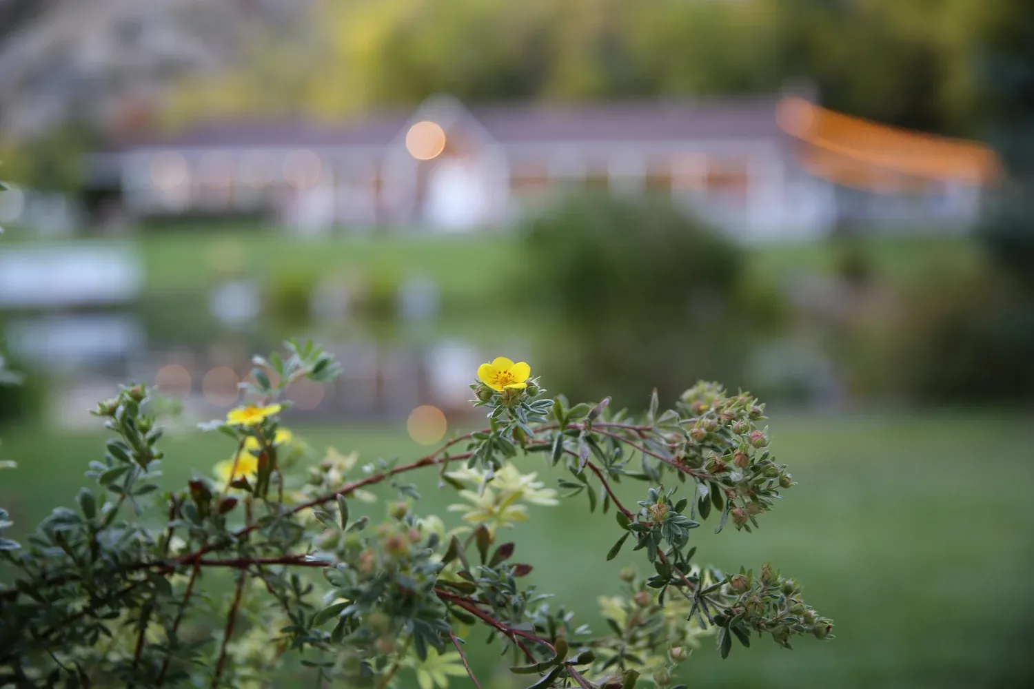 Ranch garden in bloom